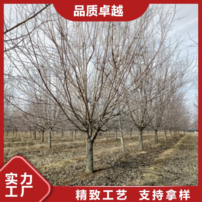 法桐黄金槐市场报价