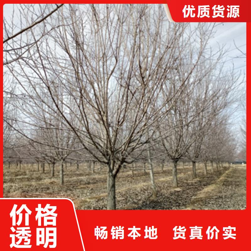 法桐【金叶槐】厂家