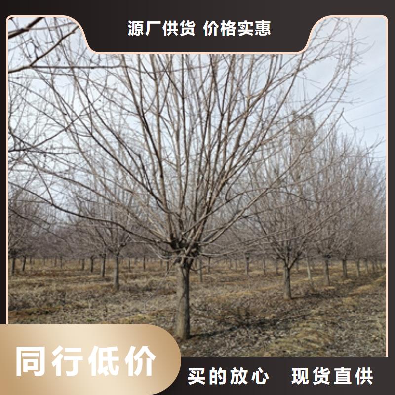 法桐擁有核心技術(shù)優(yōu)勢(shì)