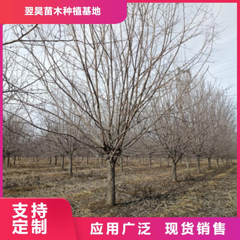 法桐五角楓廠家十分靠譜