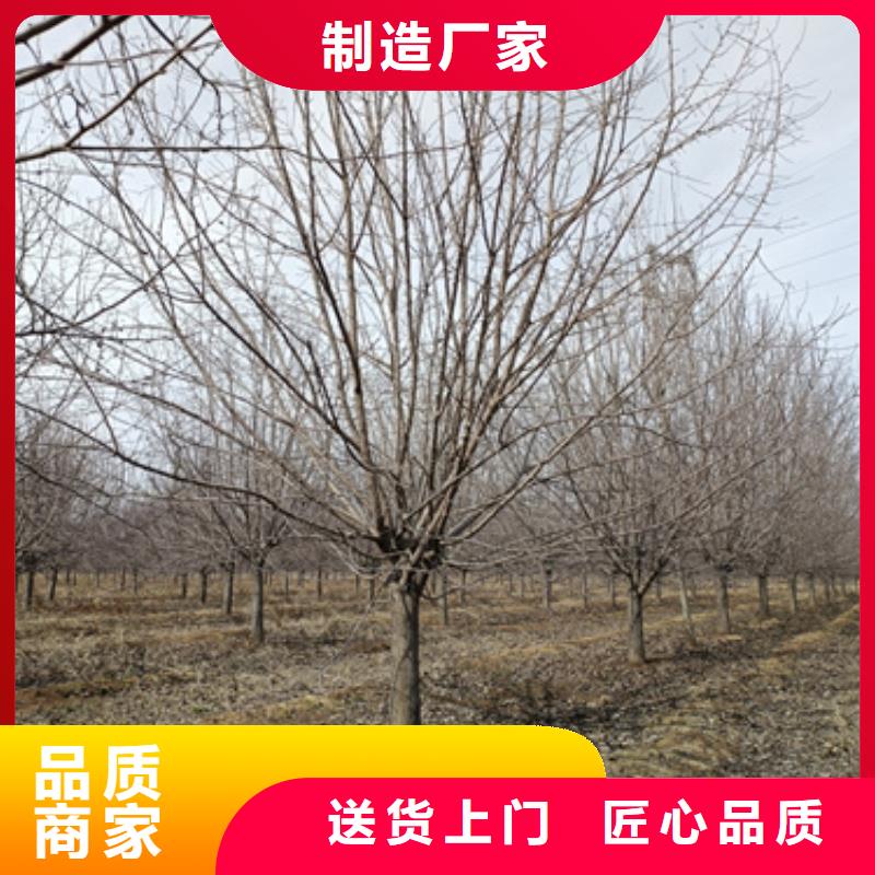 法桐擁有核心技術(shù)優(yōu)勢