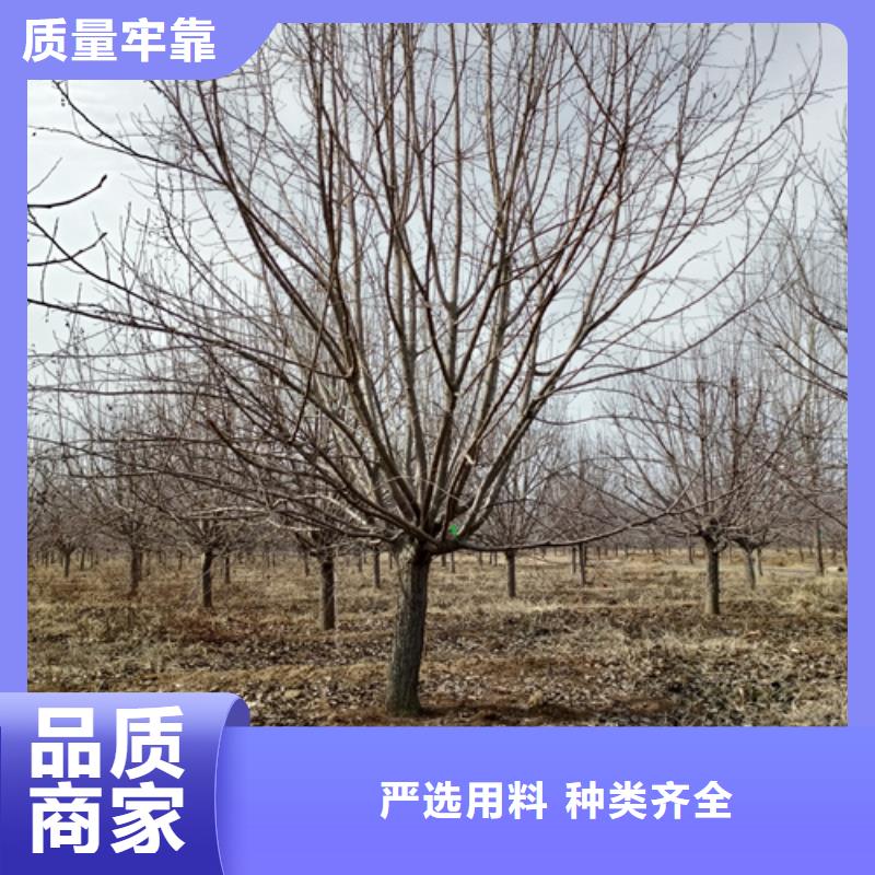 法桐_截桿發(fā)帽實(shí)力廠家直銷(xiāo)