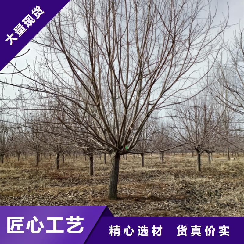 法桐美國紅楓行業(yè)優(yōu)選