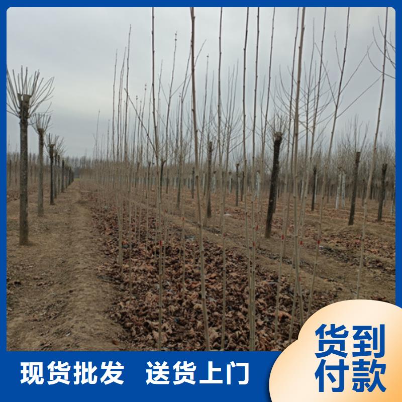 法桐_截桿發(fā)帽實(shí)力廠家直銷(xiāo)