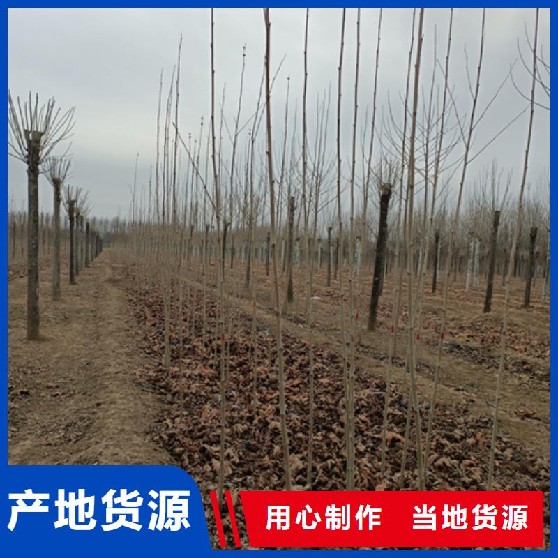 法桐信譽至上