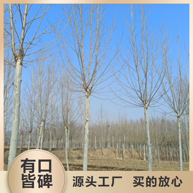 法桐,金葉復(fù)葉槭服務(wù)至上