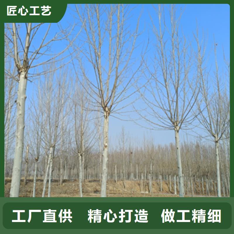 法桐,秋紫白蠟誠信經(jīng)營質(zhì)量保證