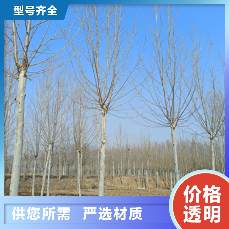 法桐_截桿發(fā)帽實(shí)力廠家直銷(xiāo)