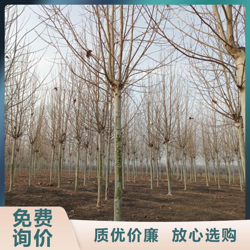法桐黃金槐自營(yíng)品質(zhì)有保障