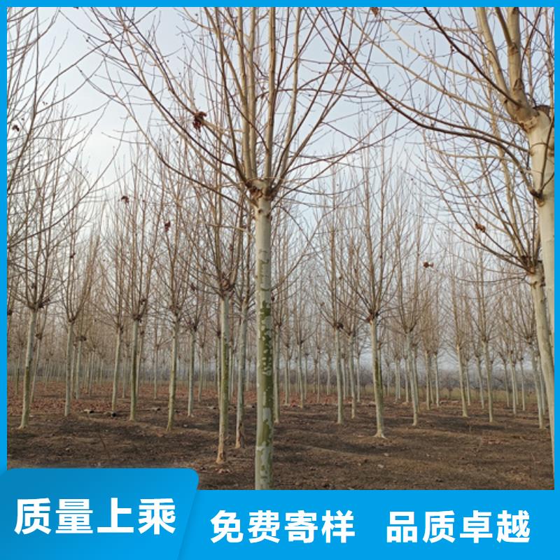 法桐_截桿發(fā)帽實(shí)力廠家直銷(xiāo)