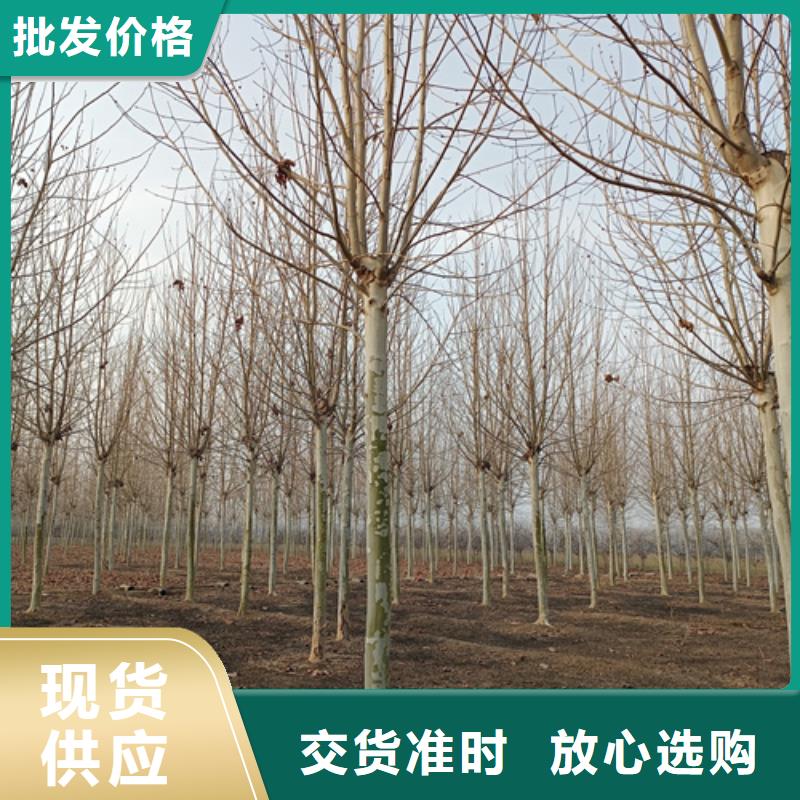 法桐,秋紫白蠟誠信經(jīng)營質(zhì)量保證