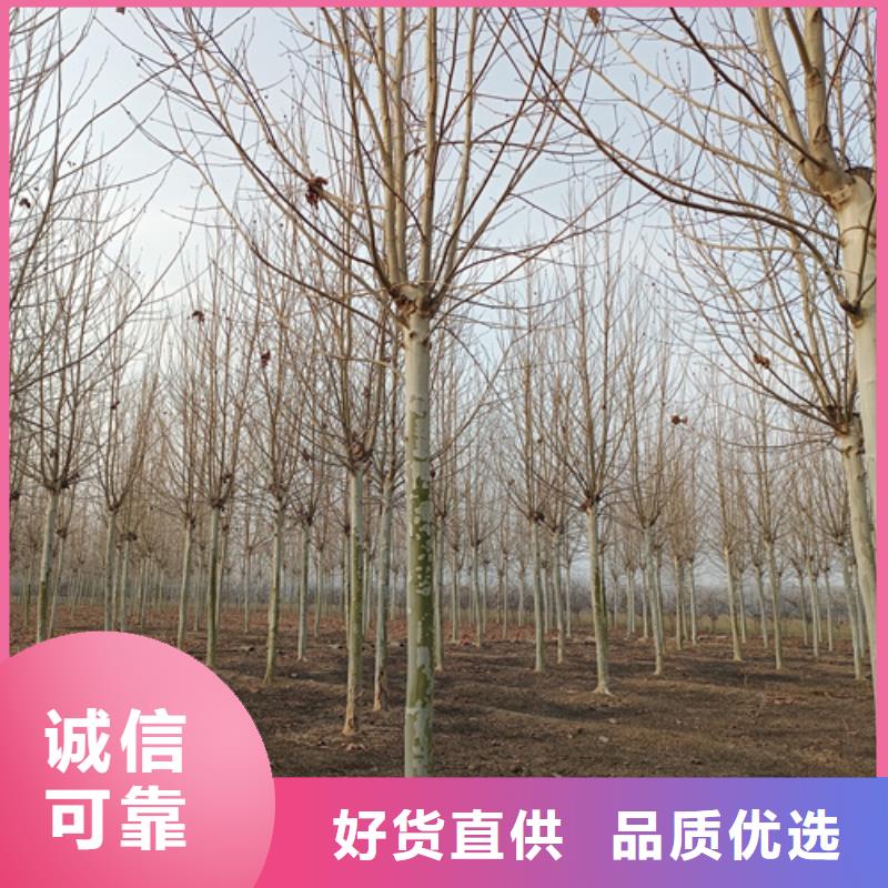 法桐,金葉復(fù)葉槭服務(wù)至上