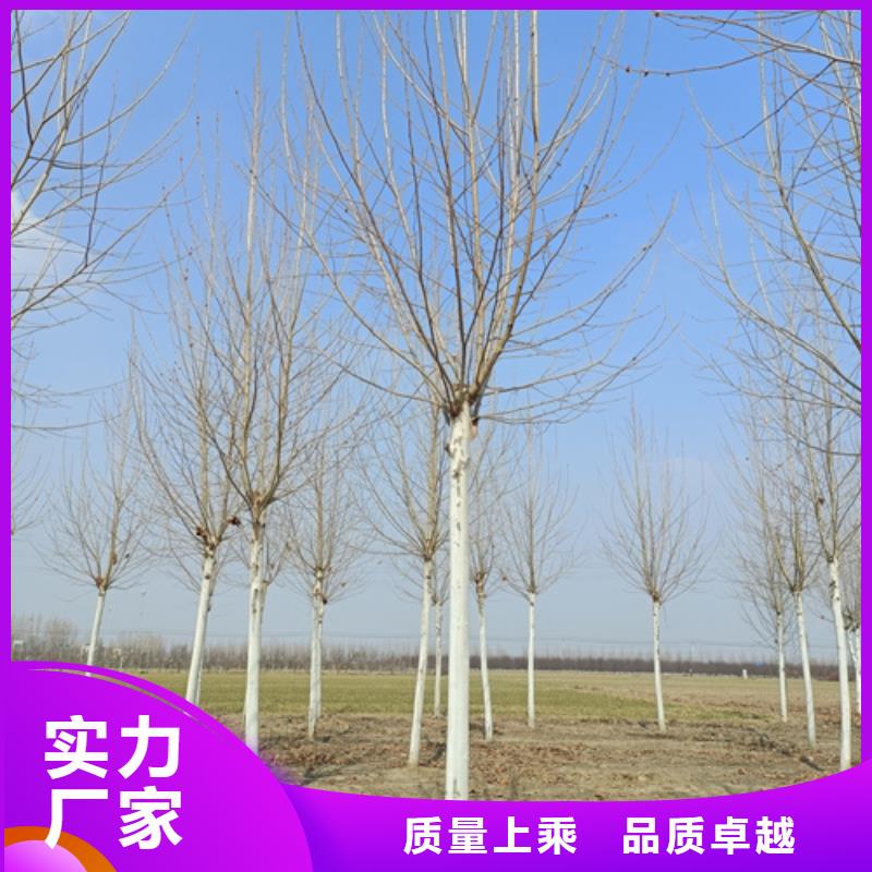 法桐擁有核心技術(shù)優(yōu)勢