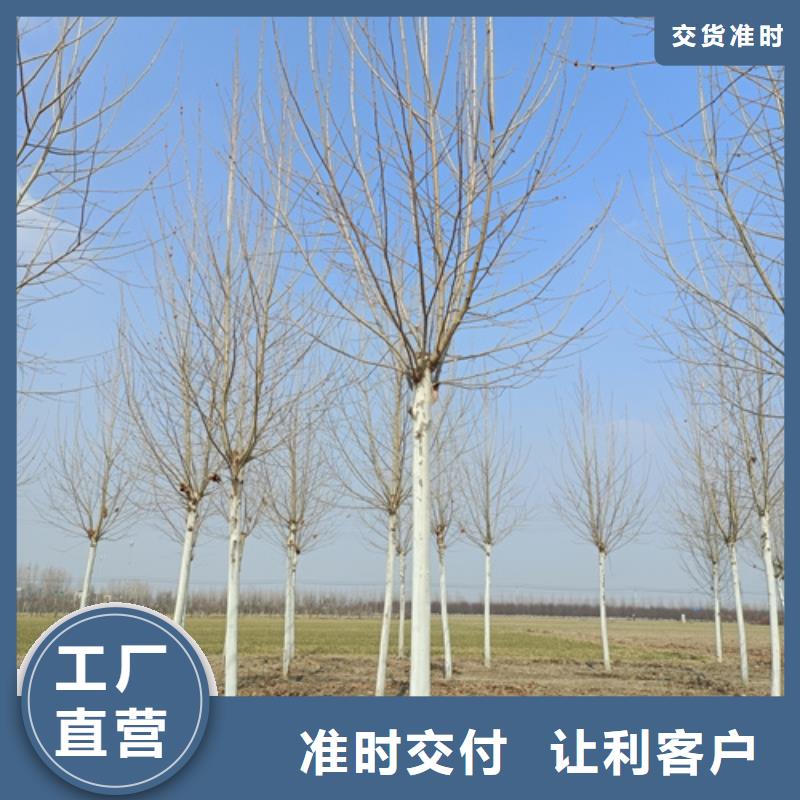 法桐_截桿發(fā)帽實(shí)力廠家直銷(xiāo)