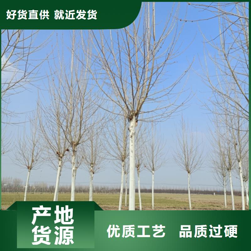 法桐,金葉復(fù)葉槭服務(wù)至上