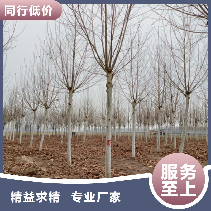 法桐_截桿發(fā)帽實(shí)力廠家直銷(xiāo)
