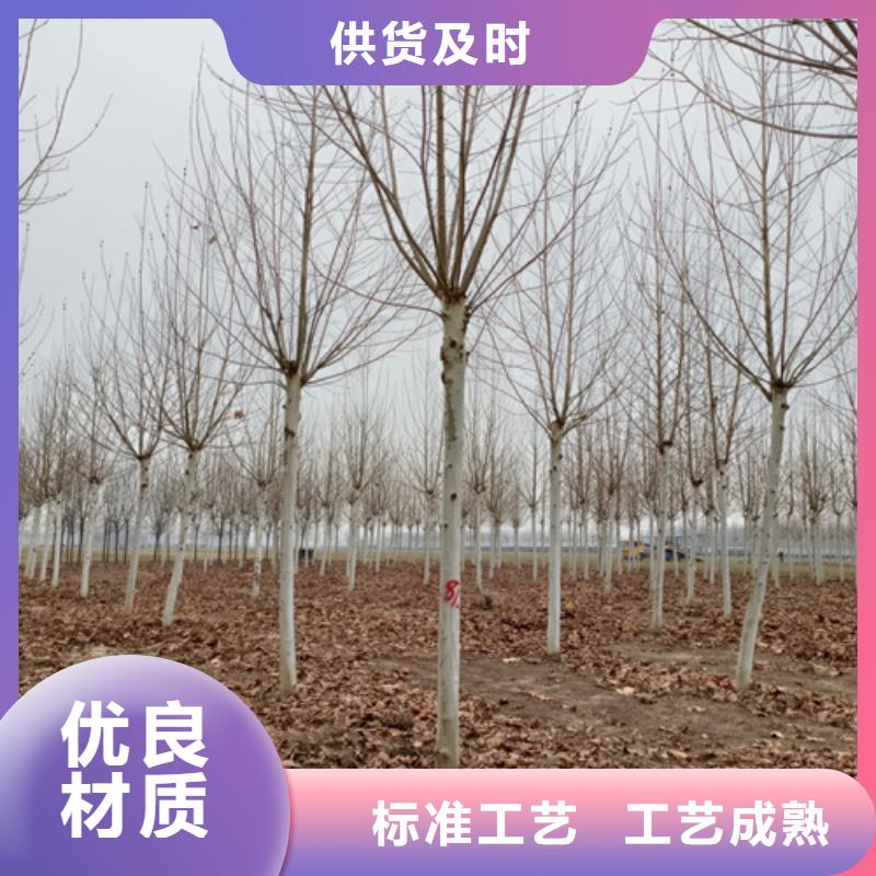 法桐,金葉復(fù)葉槭服務(wù)至上