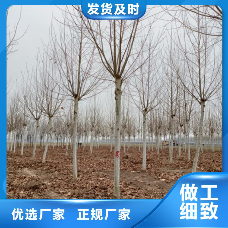 法桐黃金槐自營(yíng)品質(zhì)有保障