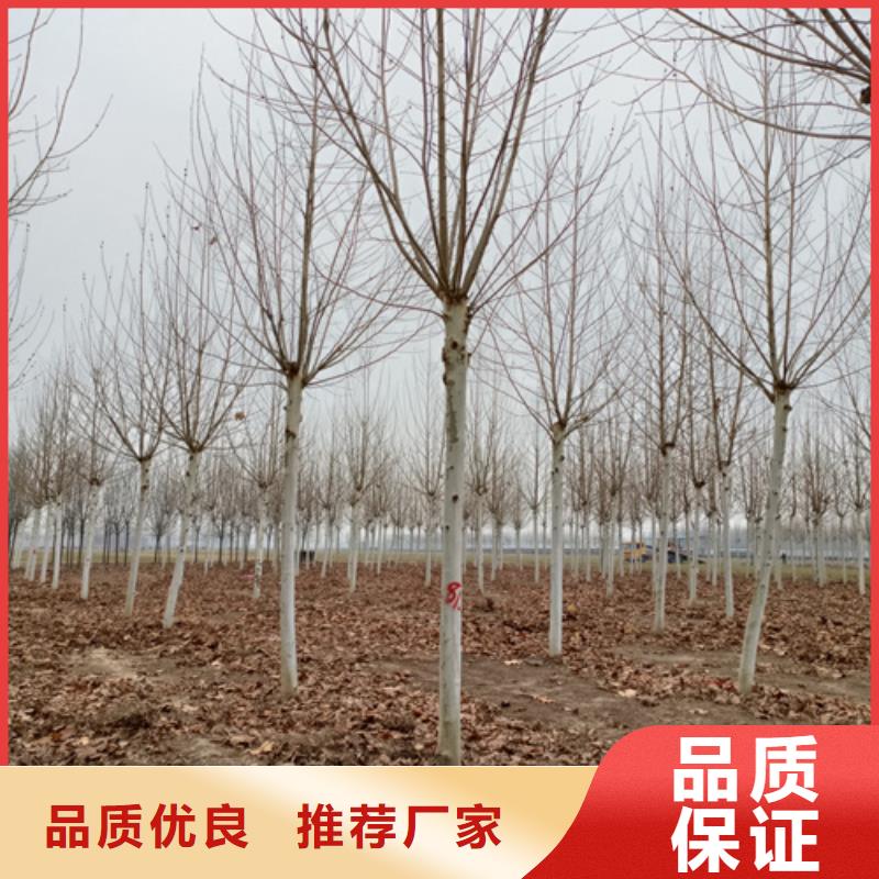 法桐,秋紫白蠟誠信經(jīng)營質(zhì)量保證