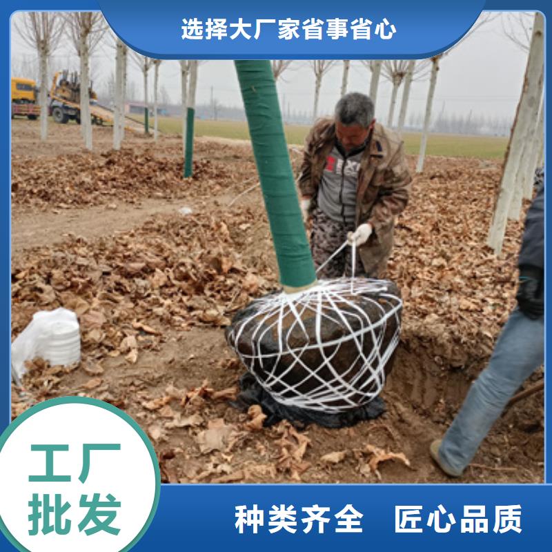 法桐黃金槐自營品質(zhì)有保障