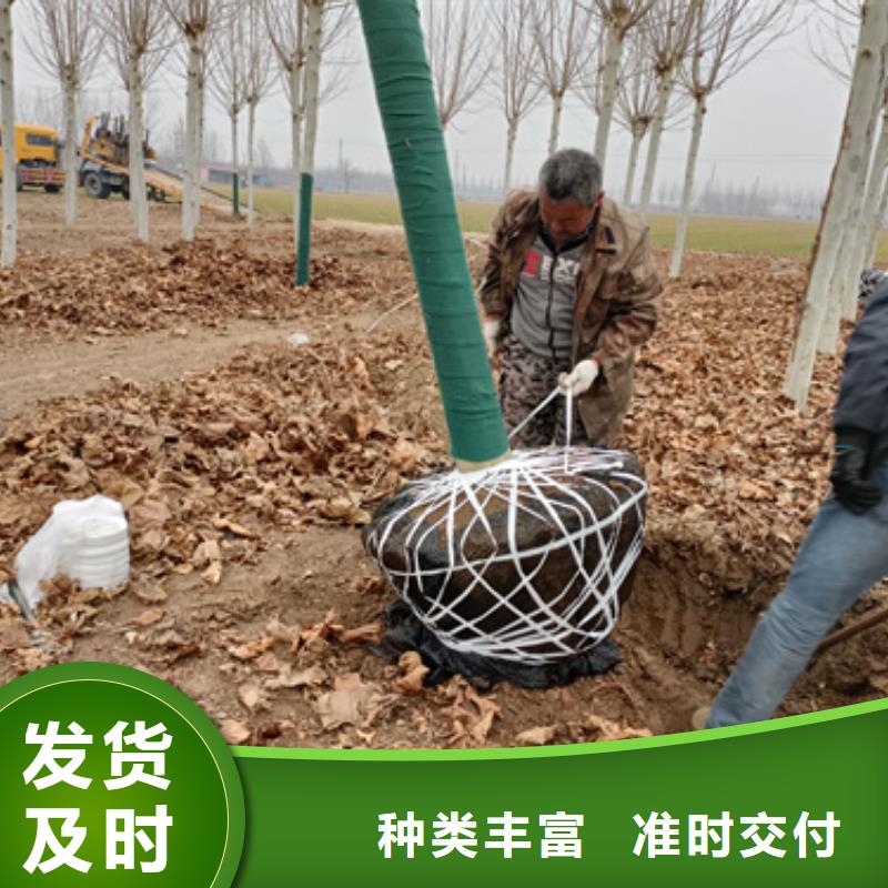 法桐,金葉復(fù)葉槭服務(wù)至上