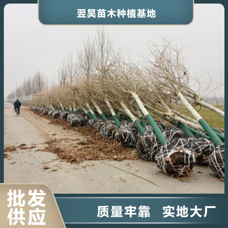 法桐_截桿發(fā)帽實(shí)力廠家直銷(xiāo)