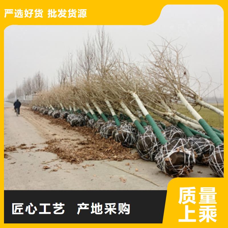 法桐,金葉復(fù)葉槭服務(wù)至上