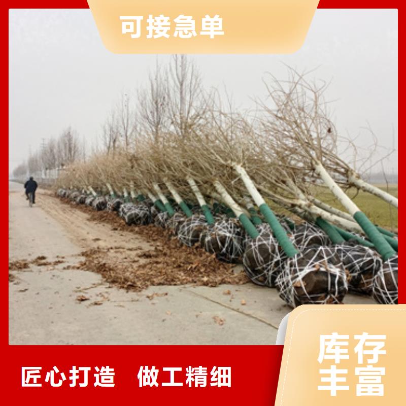 法桐,秋紫白蠟誠信經(jīng)營質(zhì)量保證