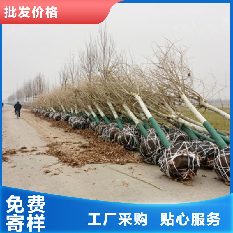 法桐,金葉復(fù)葉槭服務(wù)至上