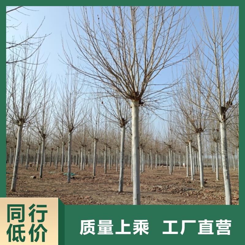 法桐,秋紫白蠟誠信經(jīng)營質(zhì)量保證