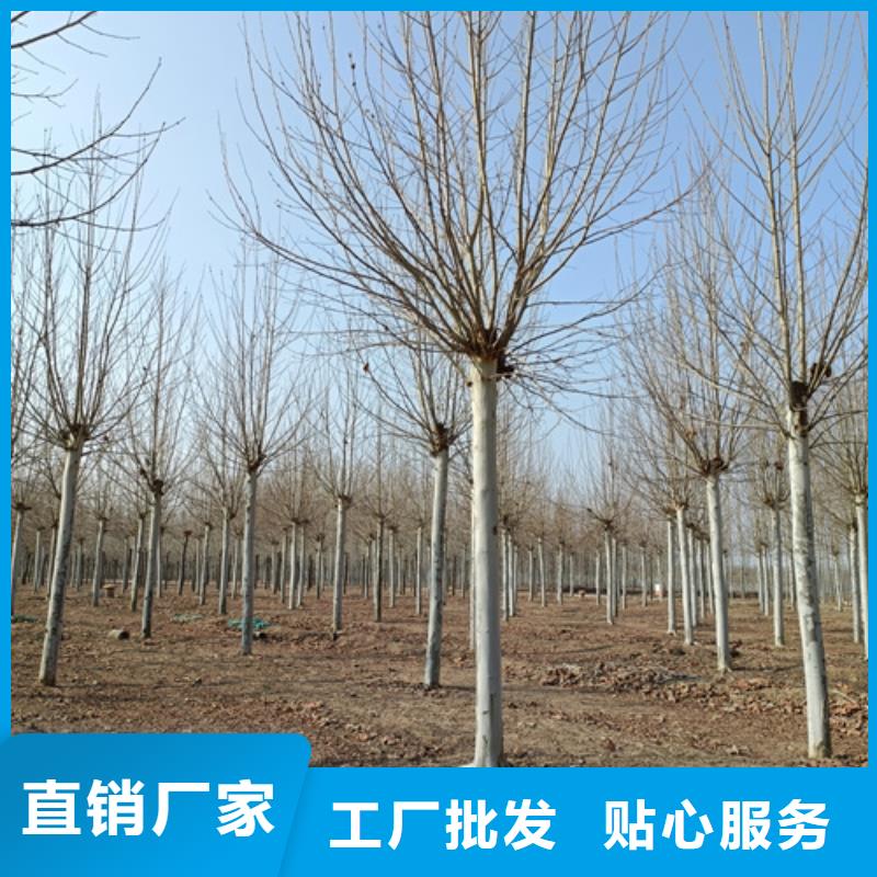 法桐黃金槐自營品質(zhì)有保障