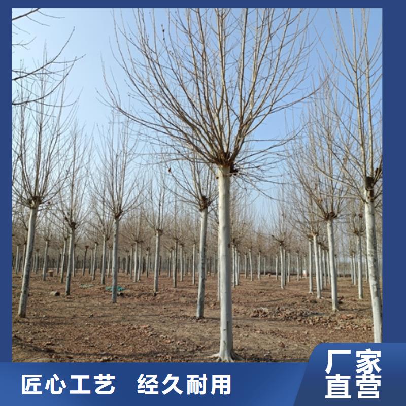 法桐信譽至上