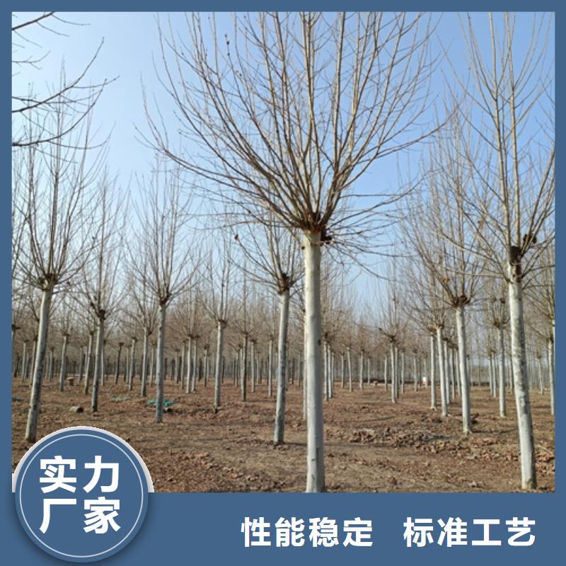 法桐,金葉復(fù)葉槭服務(wù)至上