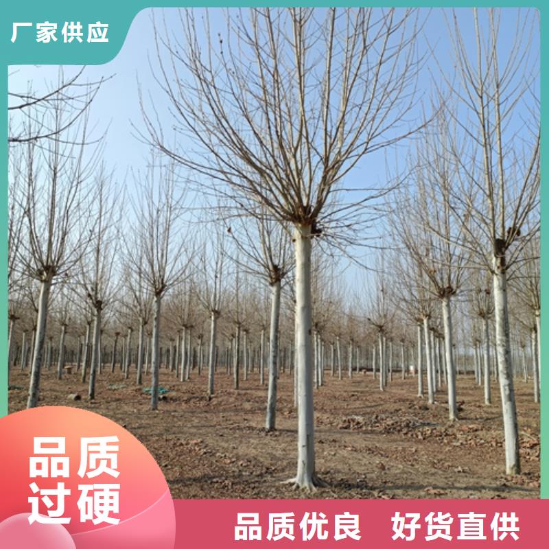 法桐黃金槐自營品質(zhì)有保障