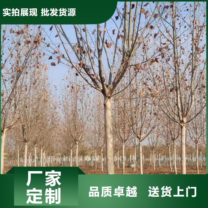 法桐,金葉復(fù)葉槭服務(wù)至上