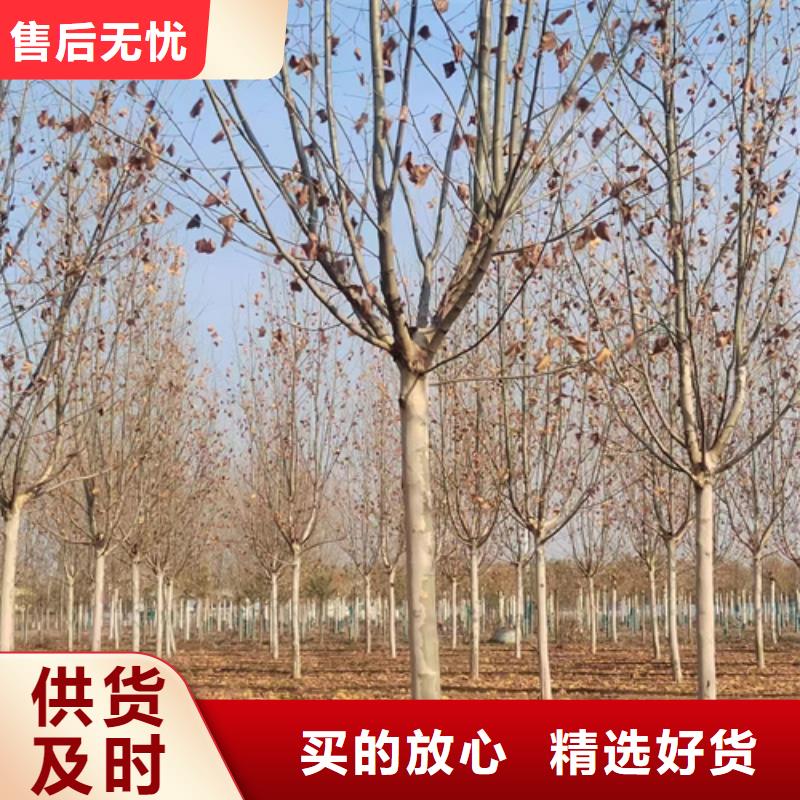法桐,金葉復(fù)葉槭服務(wù)至上