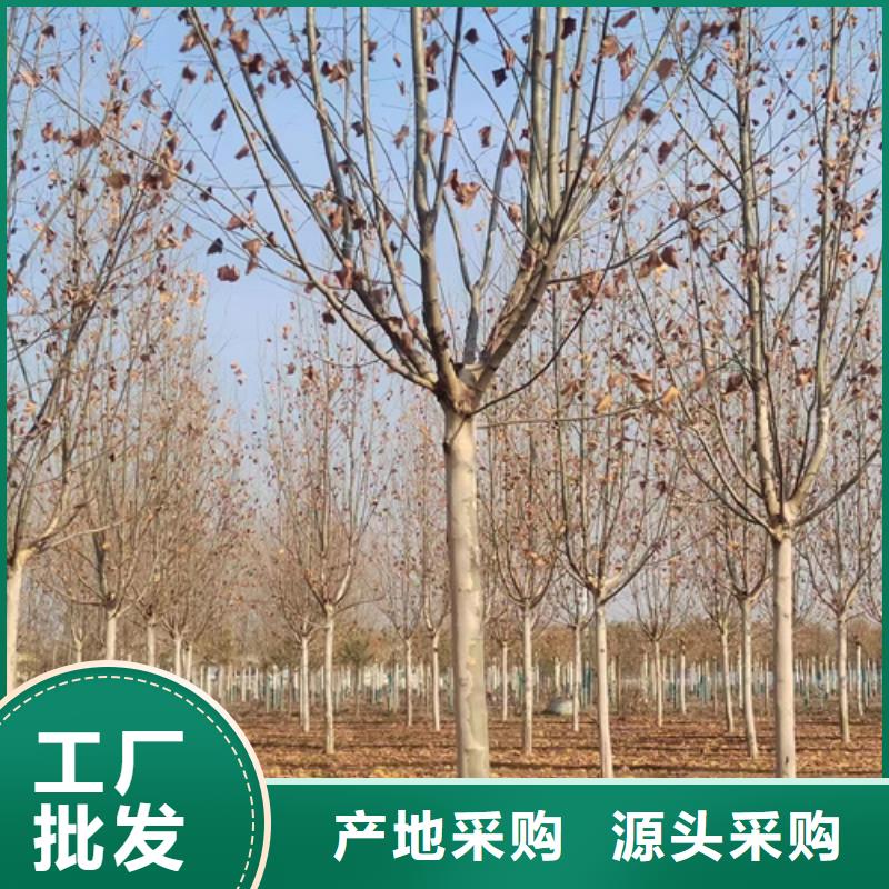 法桐_截桿發(fā)帽實(shí)力廠家直銷(xiāo)