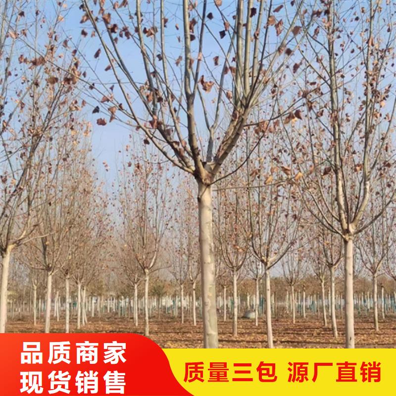 法桐,秋紫白蠟誠信經(jīng)營質(zhì)量保證