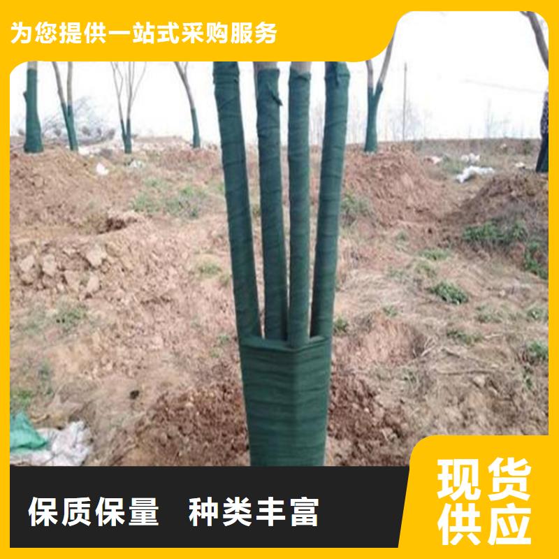 裹樹布雙向塑料土工格柵廠家案例