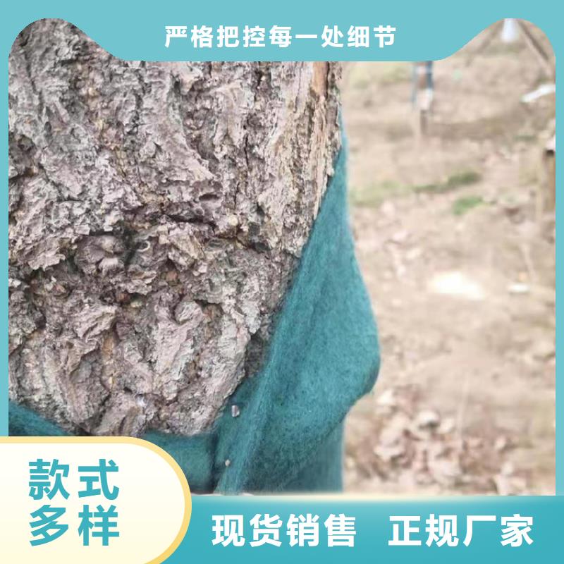 裹树布螺旋管多年行业积累