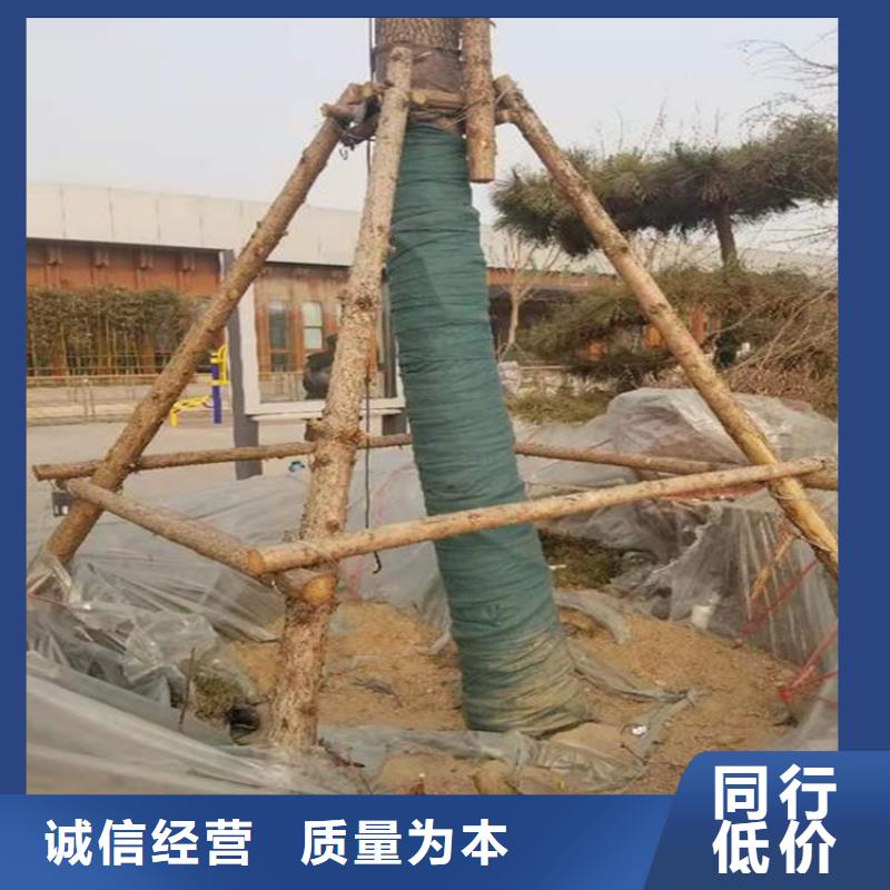 裹樹布防裂貼精致工藝