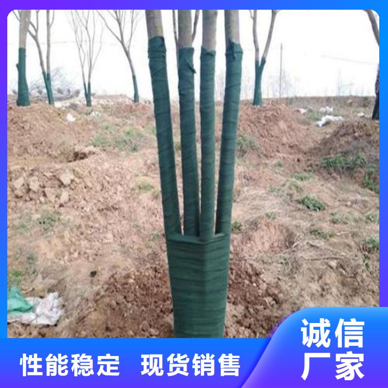 裹樹布防裂貼精致工藝