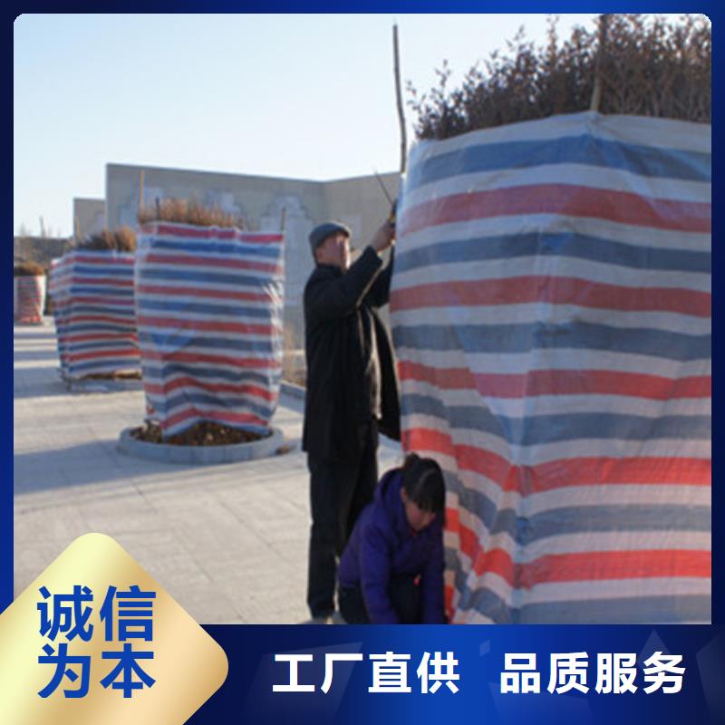 彩条布塑料编织布多年行业经验