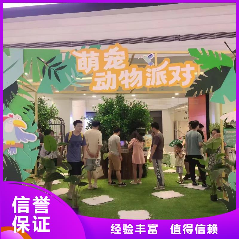 矮马出租厂家-现货充足