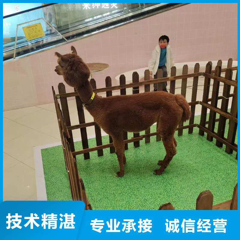 馬戲團(tuán)/羊駝海獅表演出租技術(shù)比較好
