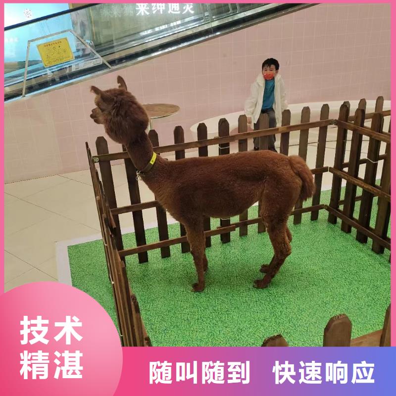 馬戲團/羊駝馬戲表演正規(guī)團隊