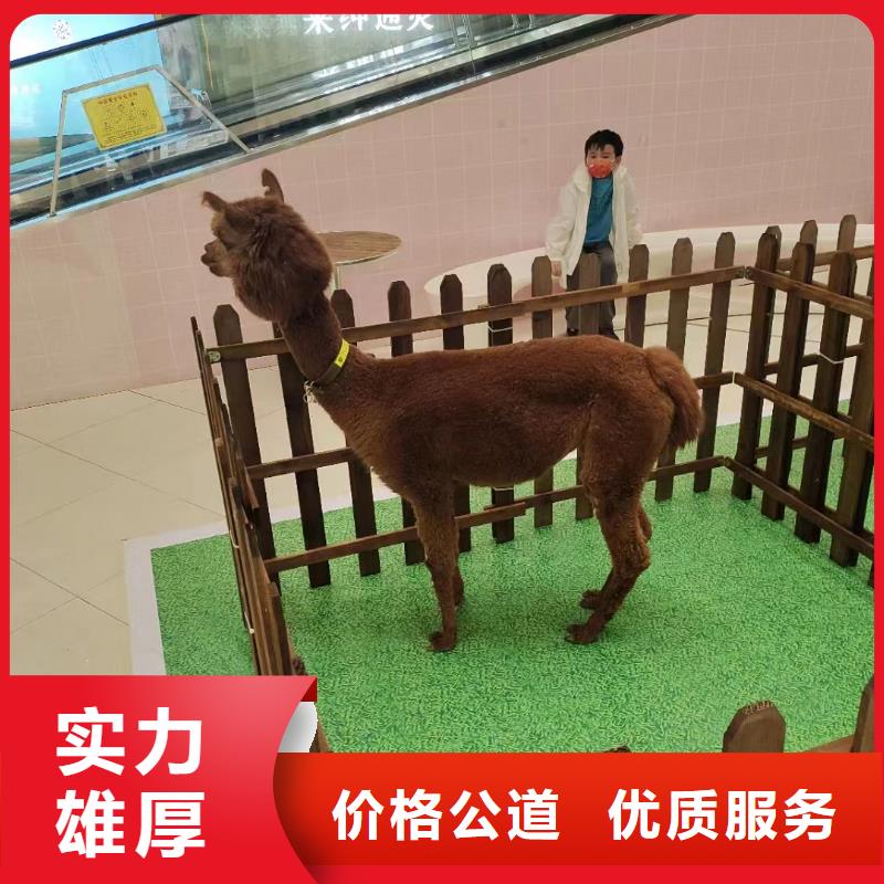 馬戲團/羊駝水族海洋展解決方案