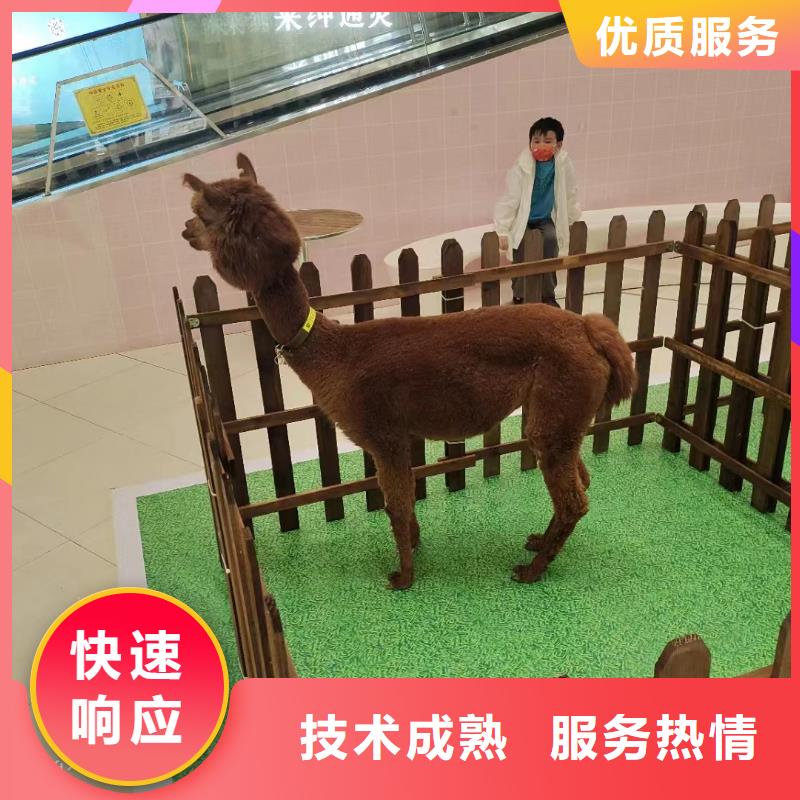馬戲團/羊駝,馬戲團表演快速