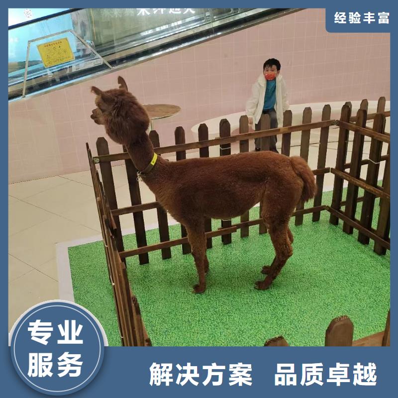 馬戲團(tuán)/羊駝表演羊駝租賃誠(chéng)信放心