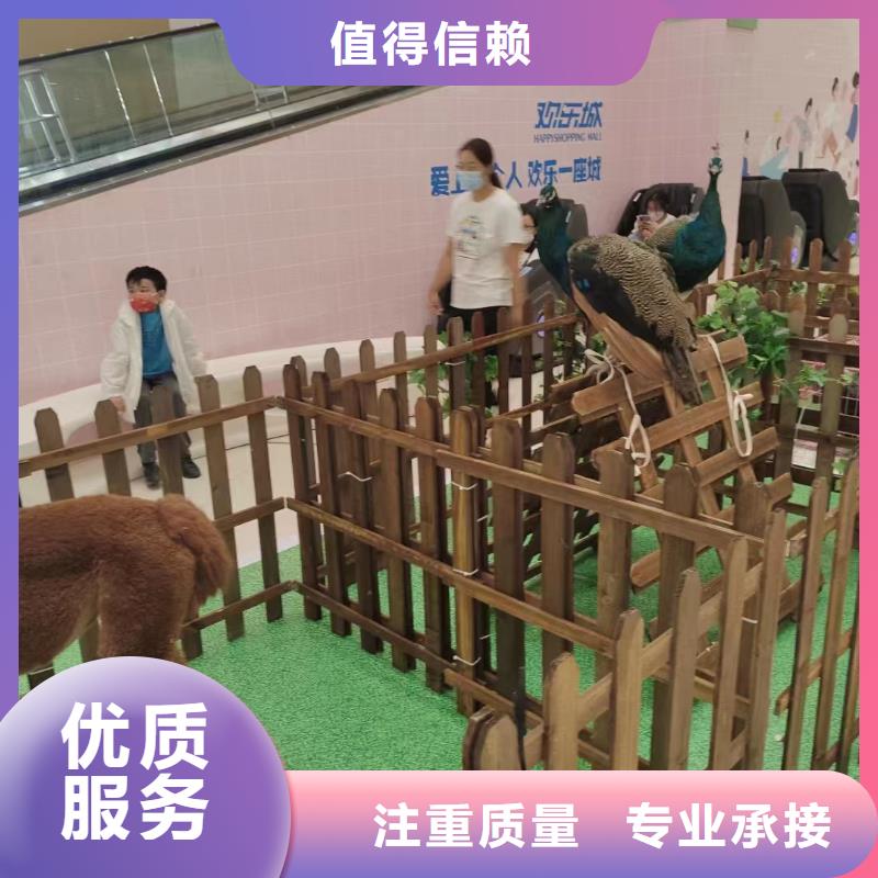 馬戲團/羊駝動物表演口碑公司